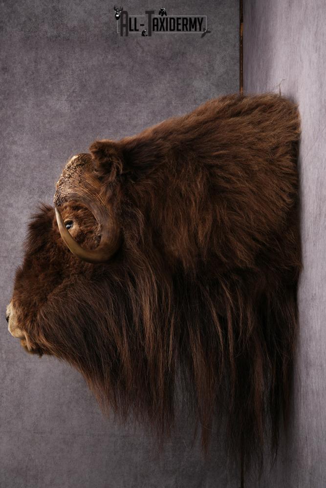 Musk Ox Taxidermy Shoulder Mount SKU 2408 - Image 7
