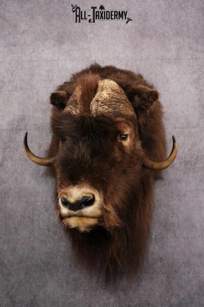 Musk Ox Taxidermy Shoulder Mount SKU 2408