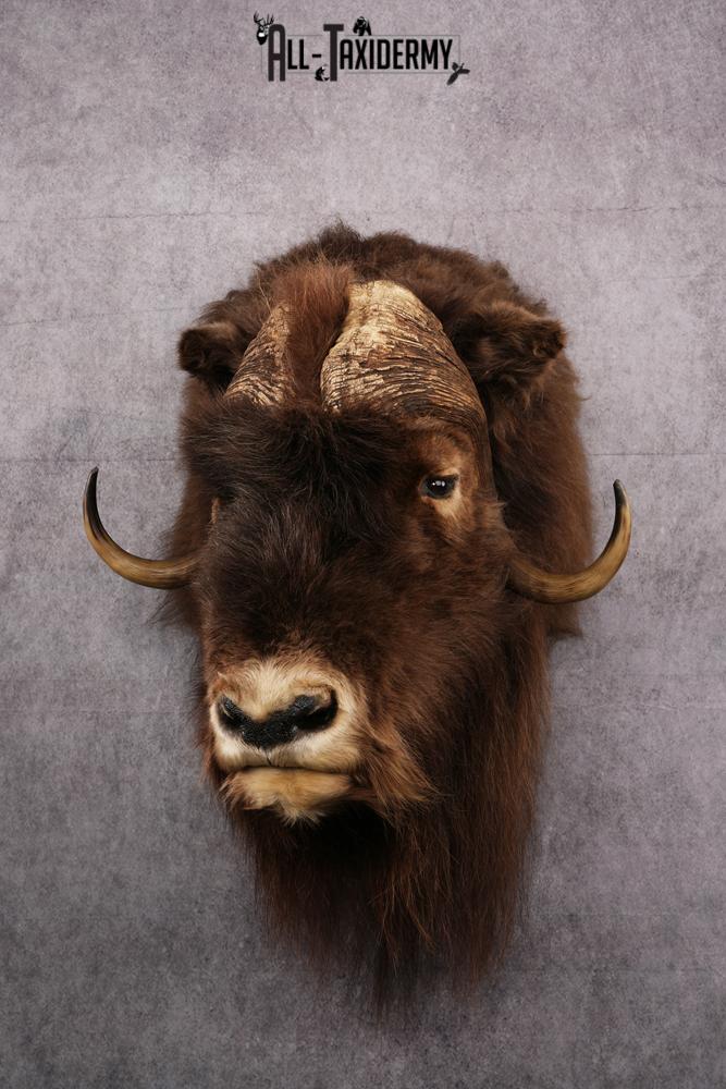 Musk Ox Taxidermy Shoulder Mount SKU 2408