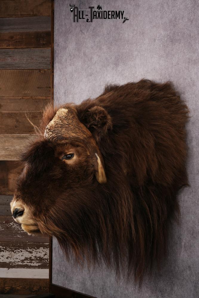 Musk Ox Taxidermy Shoulder Mount SKU 2408 - Image 6