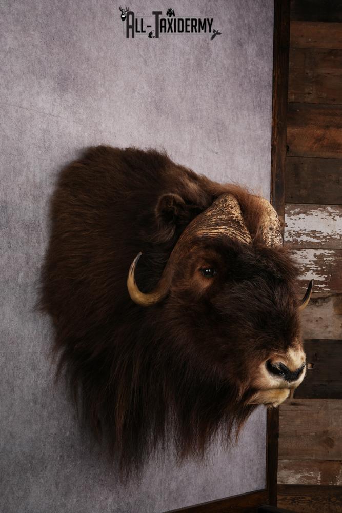 Musk Ox Taxidermy Shoulder Mount SKU 2408 - Image 5
