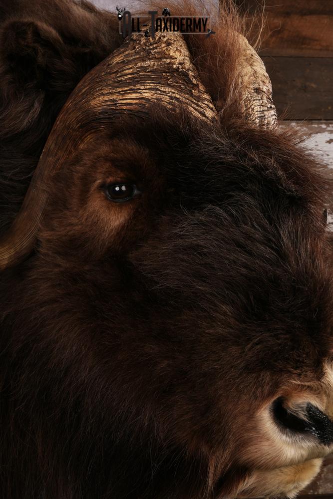Musk Ox Taxidermy Shoulder Mount SKU 2408 - Image 4
