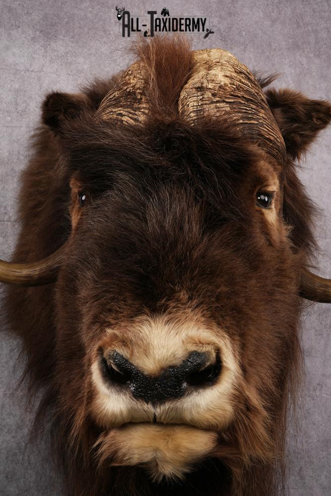 Musk Ox Taxidermy Shoulder Mount SKU 2408 - Image 2