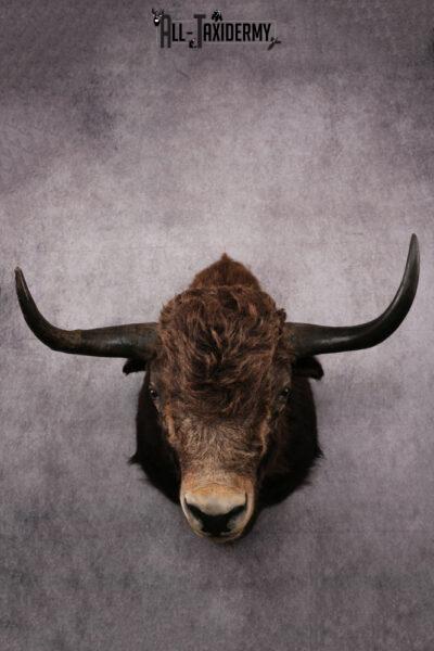 Yak taxidermy mount SKU 2583