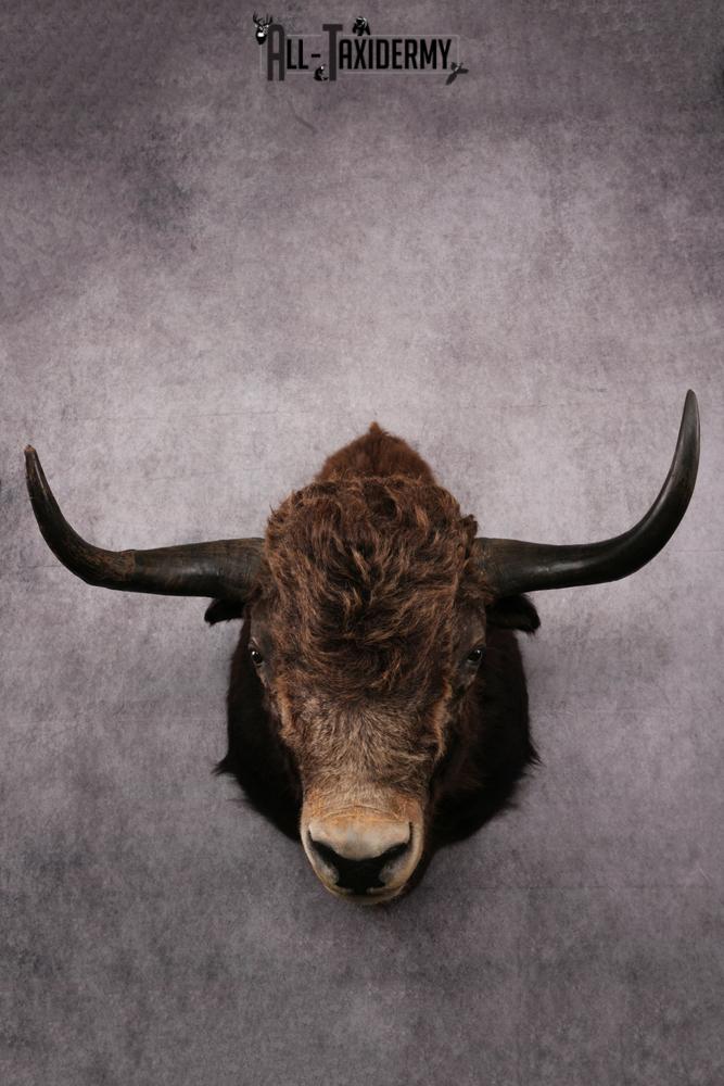 Yak taxidermy mount SKU 2583