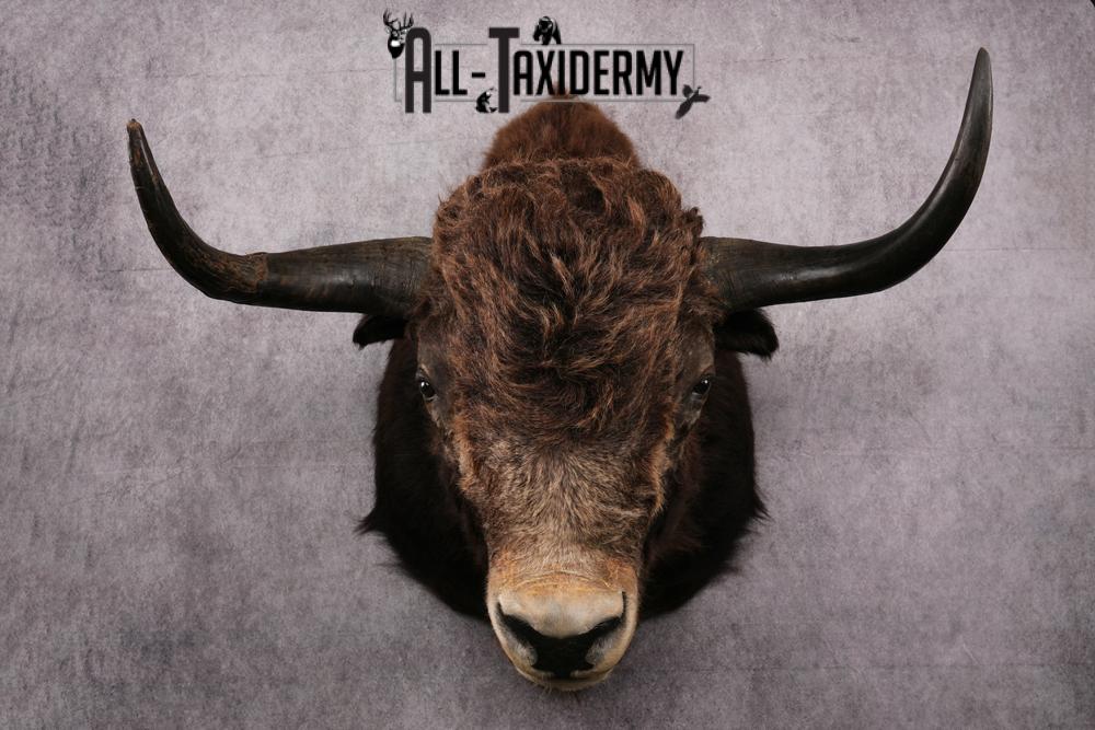 Yak taxidermy mount SKU 2583 - Image 9