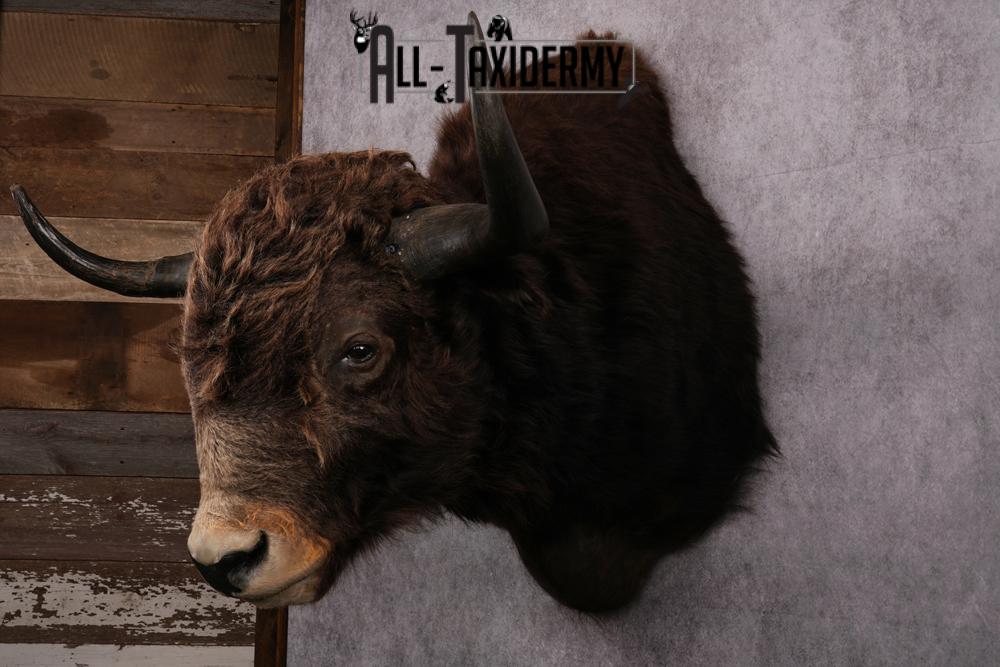 Yak taxidermy mount SKU 2583 - Image 8