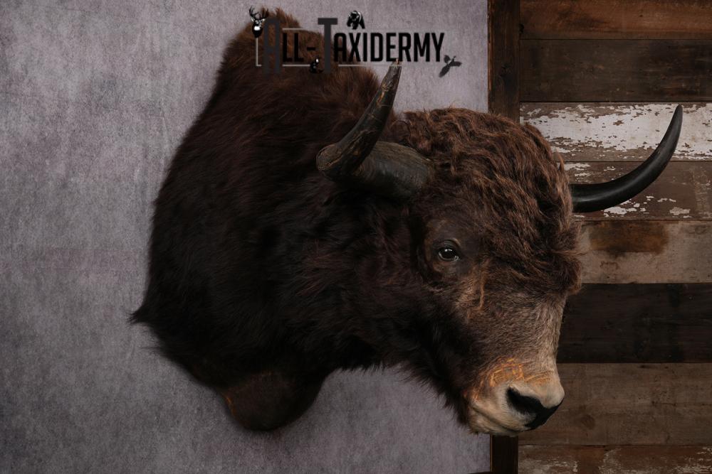 Yak taxidermy mount SKU 2583 - Image 7