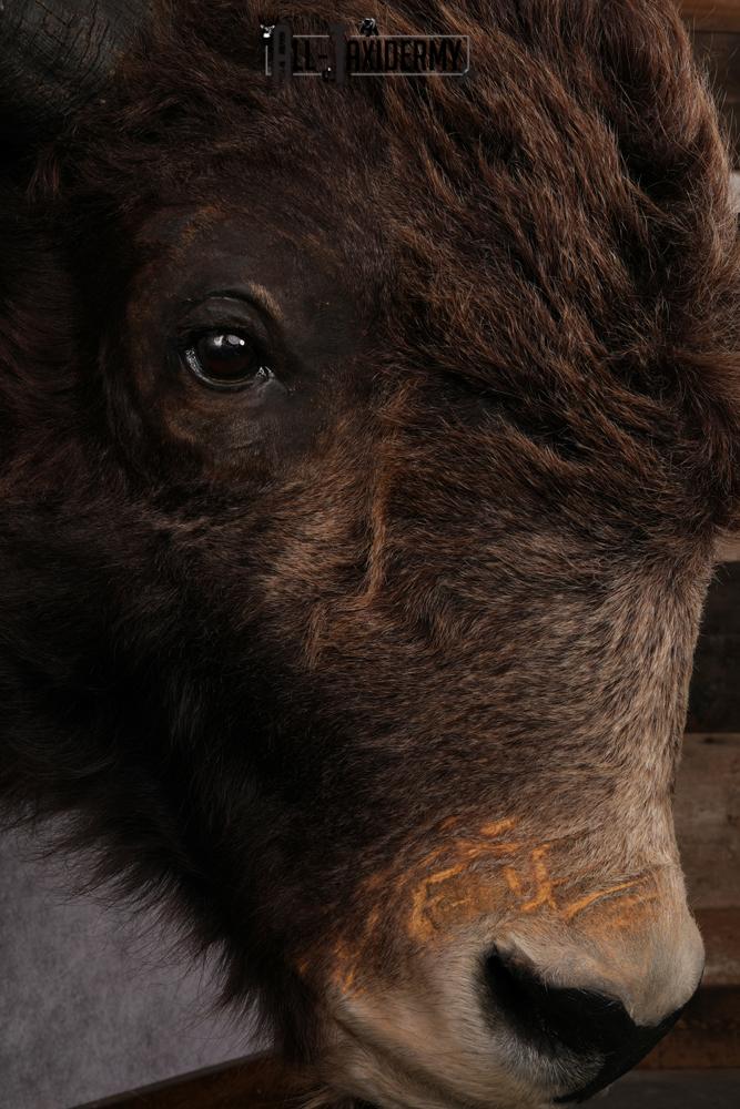 Yak taxidermy mount SKU 2583 - Image 6