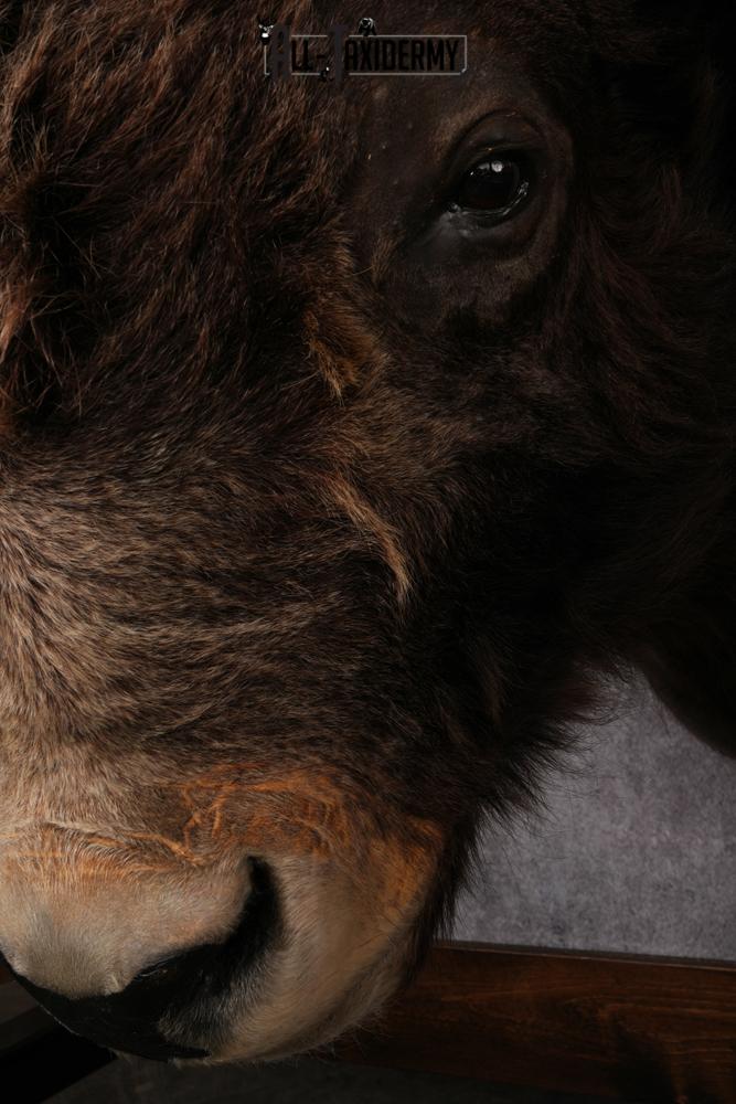 Yak taxidermy mount SKU 2583 - Image 5