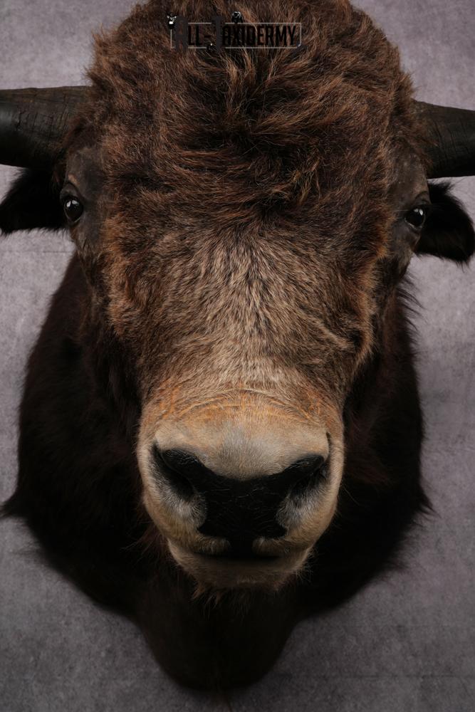 Yak taxidermy mount SKU 2583 - Image 4