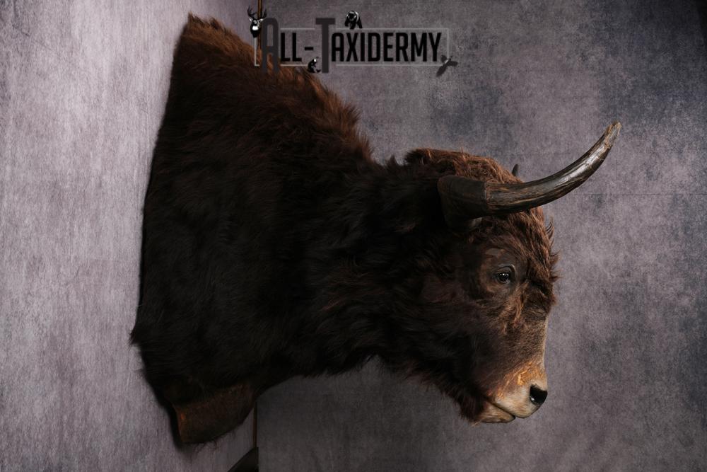 Yak taxidermy mount SKU 2583 - Image 3