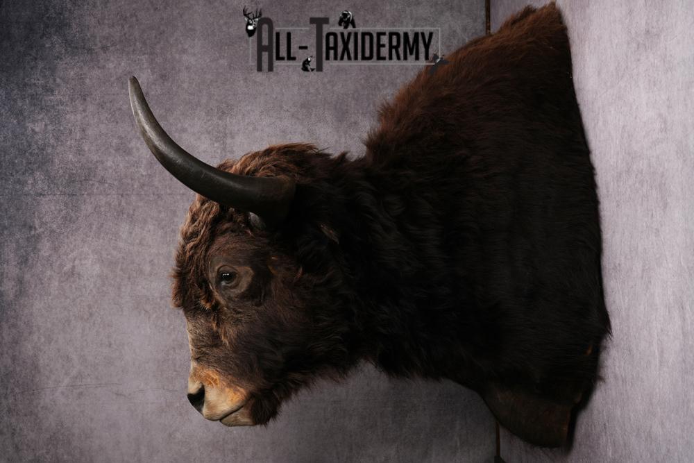 Yak taxidermy mount SKU 2583 - Image 2