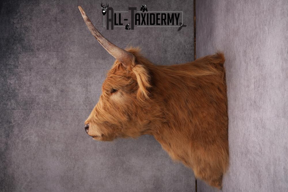 Scottish Highlander Steer Taxidermy Shoulder Mount SKU 2598 - Image 8