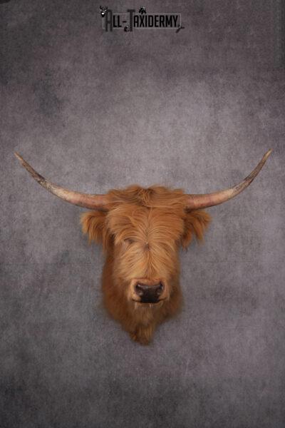 Scottish Highlander Steer Taxidermy Shoulder Mount SKU 2598