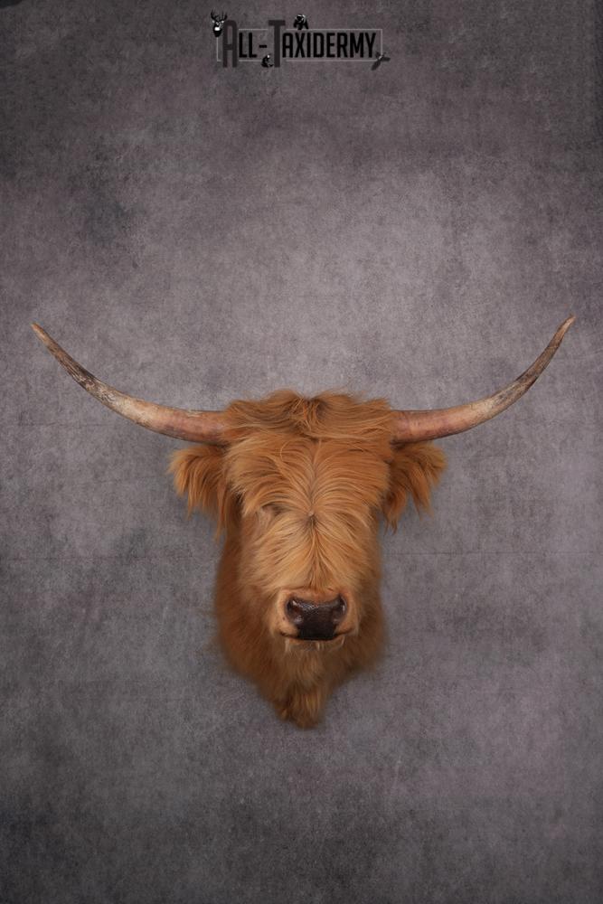 Scottish Highlander Steer Taxidermy Shoulder Mount SKU 2598