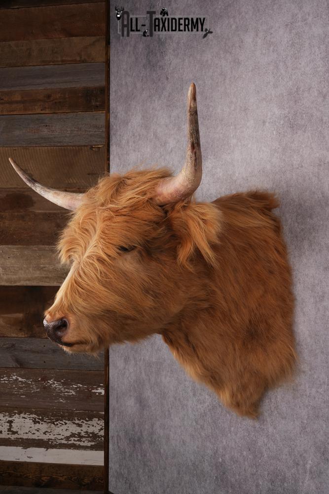 Scottish Highlander Steer Taxidermy Shoulder Mount SKU 2598 - Image 6