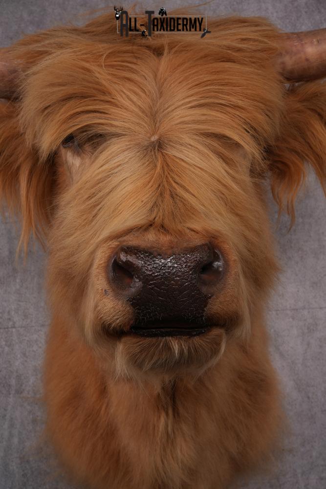 Scottish Highlander Steer Taxidermy Shoulder Mount SKU 2598 - Image 4