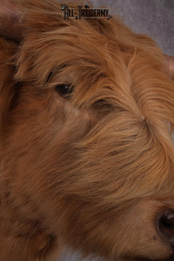 Scottish Highlander Steer Taxidermy Shoulder Mount SKU 2598 - Image 3