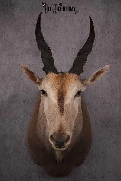 African Eland Taxidermy Shoulder Mount SKU 2407