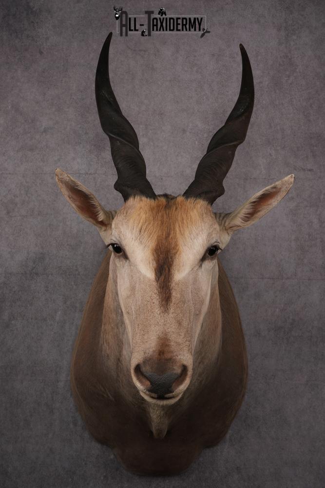 African Eland Taxidermy Shoulder Mount SKU 2407