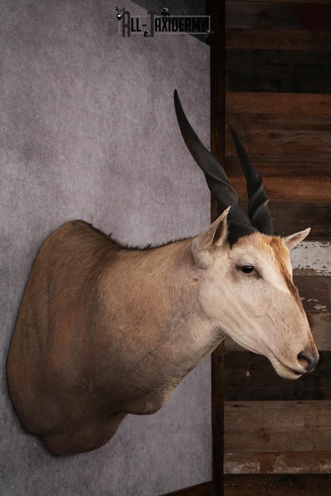 African Eland Taxidermy Shoulder Mount SKU 2407 - Image 7