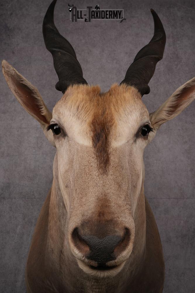 African Eland Taxidermy Shoulder Mount SKU 2407 - Image 6