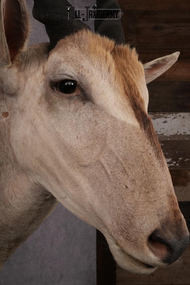 African Eland Taxidermy Shoulder Mount SKU 2407 - Image 5