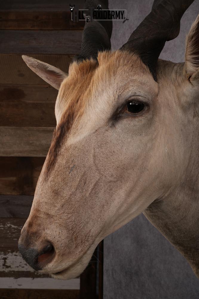 African Eland Taxidermy Shoulder Mount SKU 2407 - Image 4