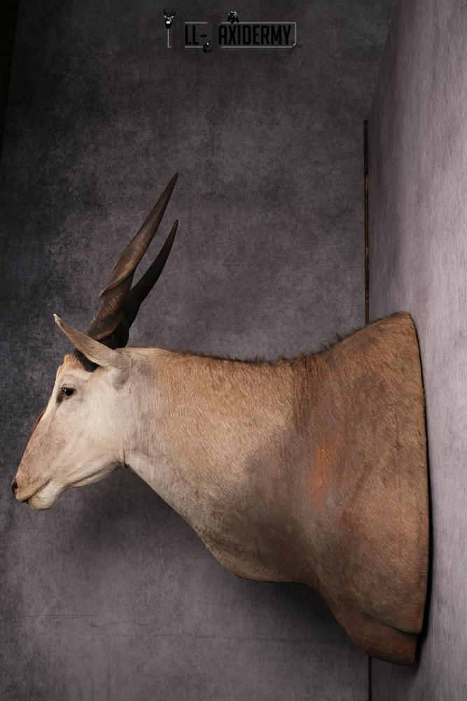 African Eland Taxidermy Shoulder Mount SKU 2407 - Image 3