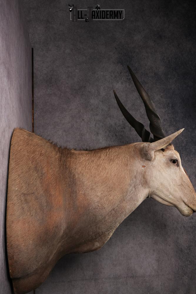 African Eland Taxidermy Shoulder Mount SKU 2407 - Image 2