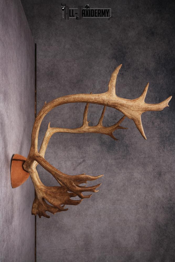 Caribou taxidermy antler plaque SKU 2519 - Image 8