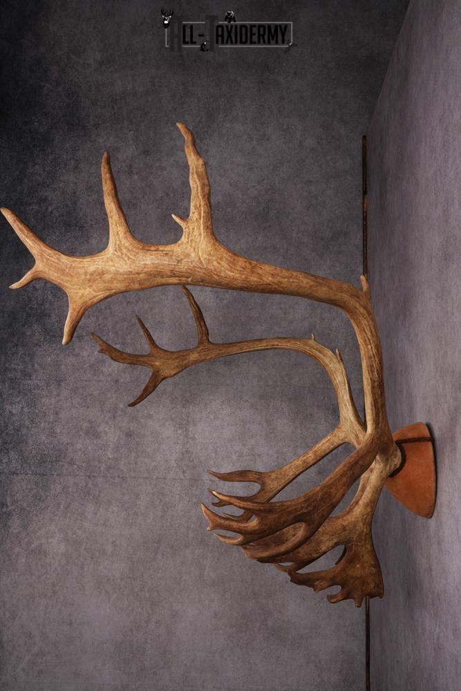 Caribou taxidermy antler plaque SKU 2519 - Image 7
