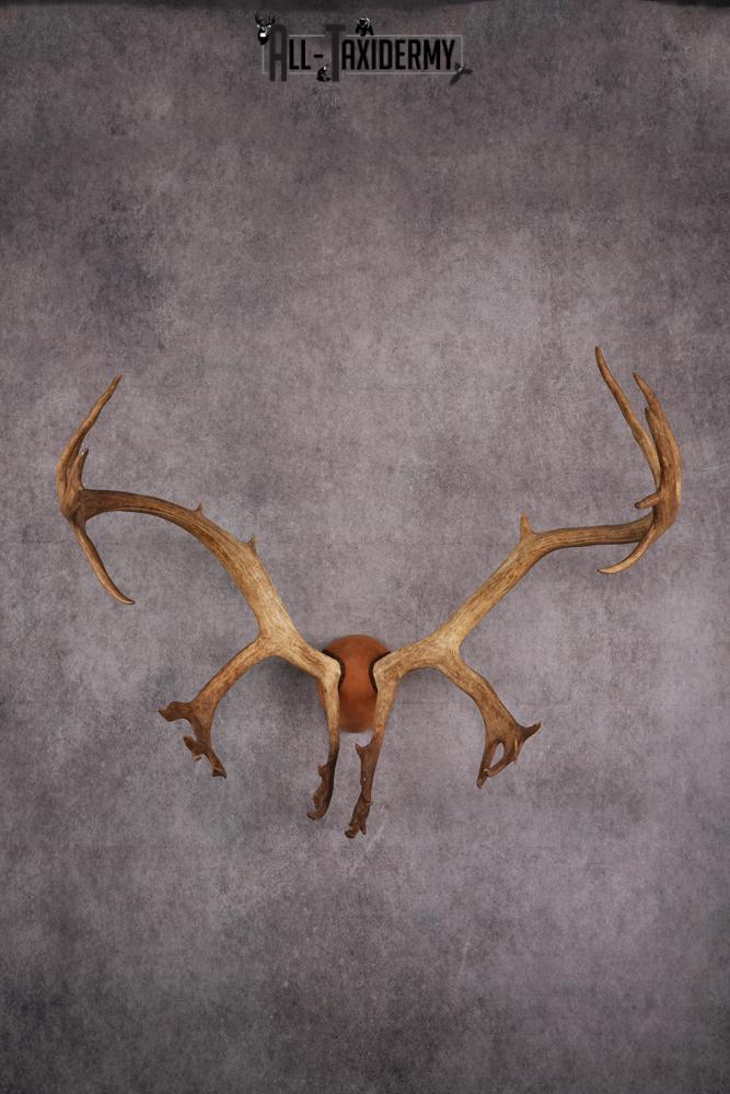 Caribou taxidermy antler plaque SKU 2519