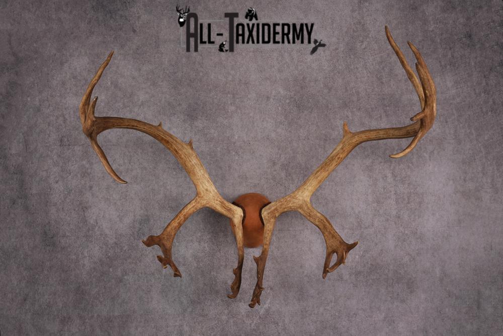 Caribou taxidermy antler plaque SKU 2519 - Image 6
