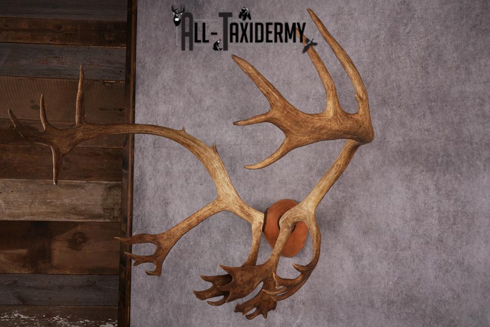 Caribou taxidermy antler plaque SKU 2519 - Image 5
