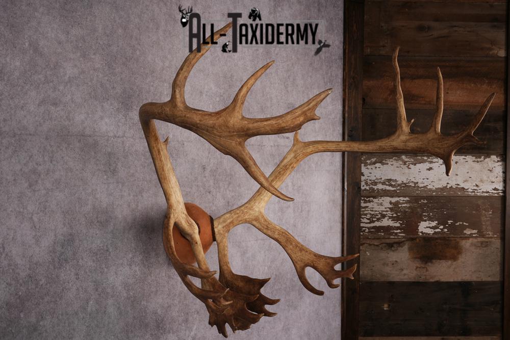 Caribou taxidermy antler plaque SKU 2519 - Image 4