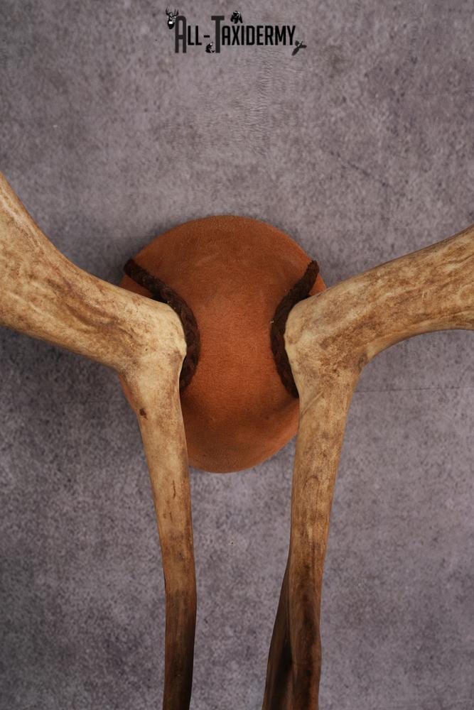 Caribou taxidermy antler plaque SKU 2519 - Image 3