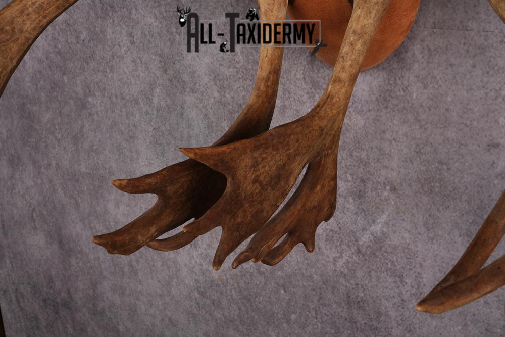 Caribou taxidermy antler plaque SKU 2519 - Image 2