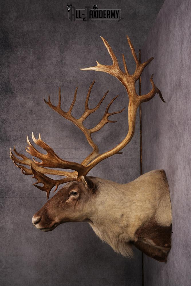 Caribou taxidermy mount SKU 2572 - Image 8