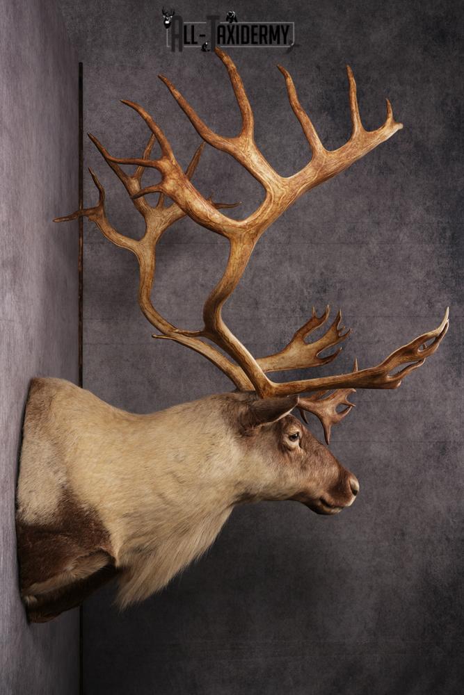 Caribou taxidermy mount SKU 2572 - Image 7
