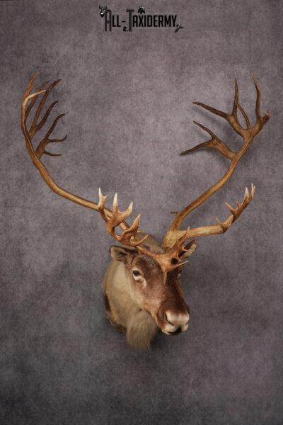 Caribou taxidermy mount SKU 2572