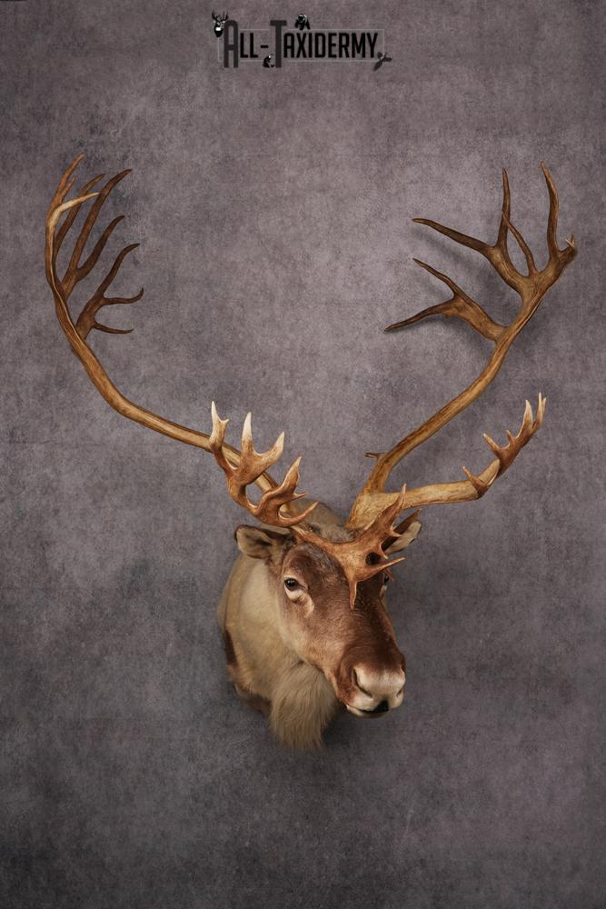 Caribou taxidermy mount SKU 2572