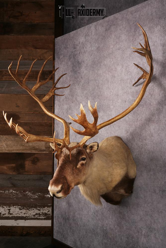 Caribou Shoulder Mount