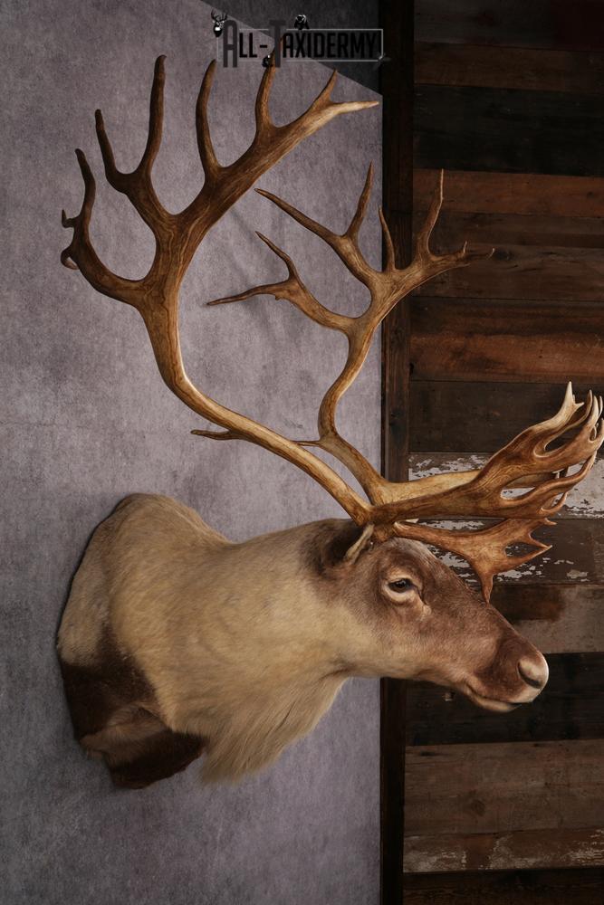 Caribou taxidermy mount SKU 2572 - Image 5