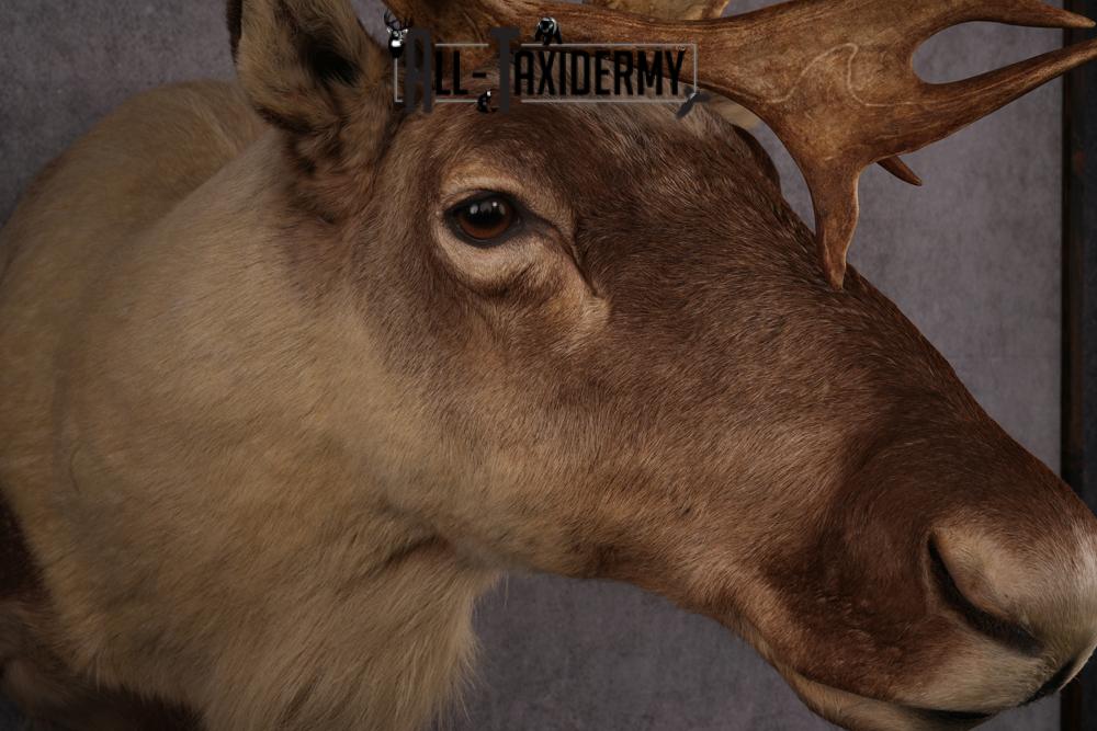 Caribou taxidermy mount SKU 2572 - Image 4
