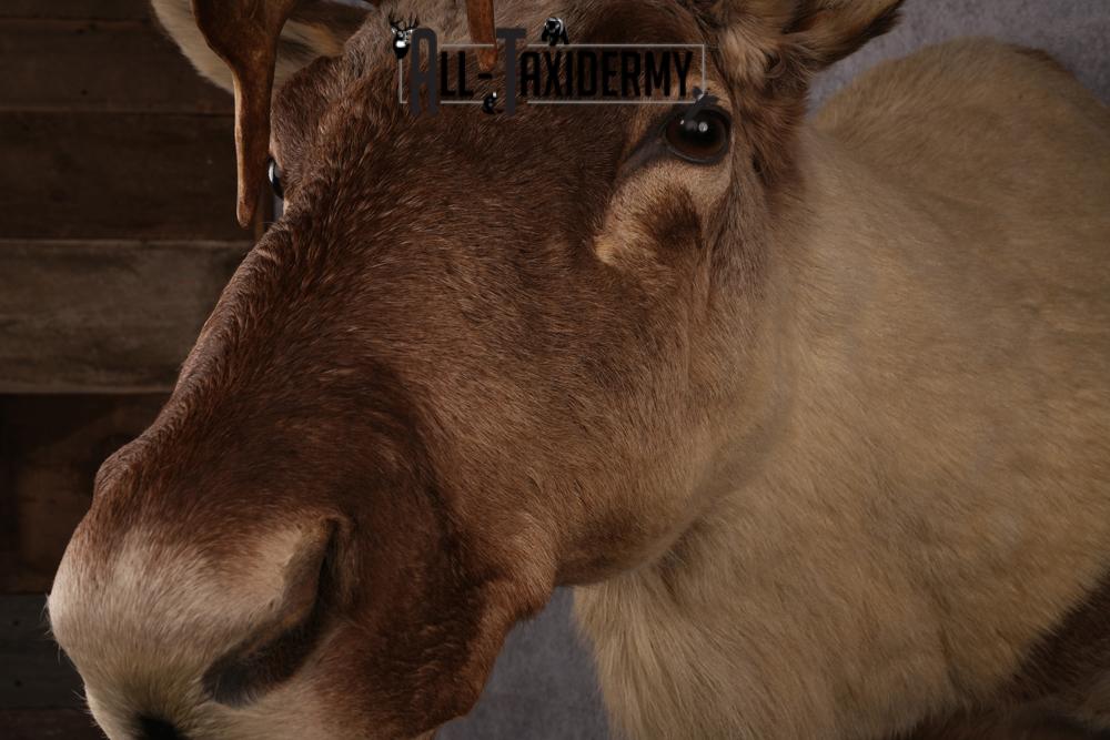 Caribou taxidermy mount SKU 2572 - Image 3