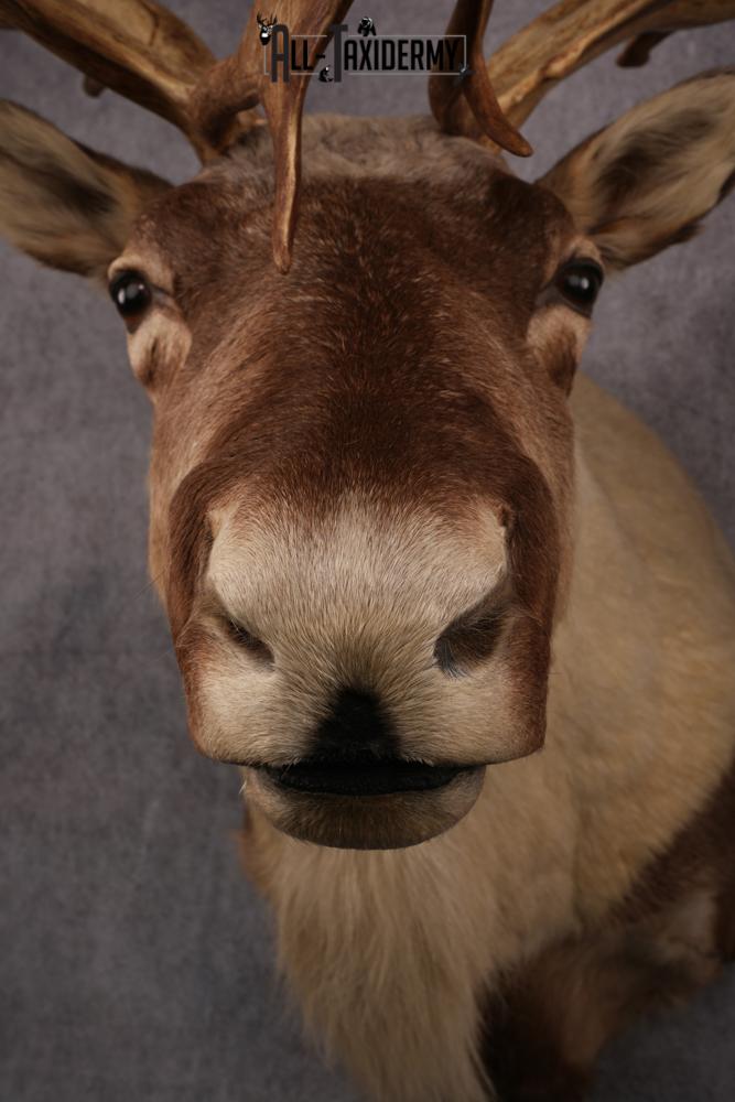 Caribou taxidermy mount SKU 2572 - Image 2