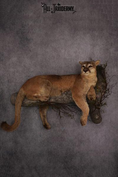 Mountain Lion taxidermy mount SKU 2585