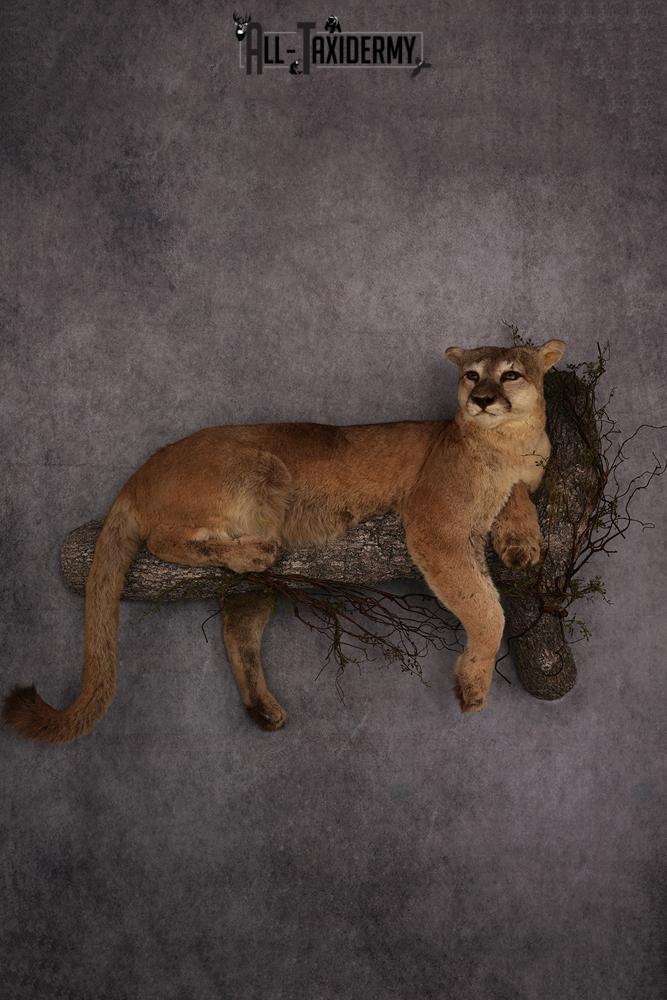 Mountain Lion taxidermy mount SKU 2585